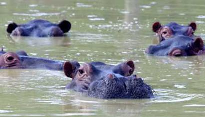 Стадо гиппопотамов все еще плавает в грязевом озере в заброшенном 
загородном доме бывшего наркобарона Пабло Эскобара в Пуэрто Триунфо, в 
центральной Колумбии, 10 декабря 2002 г.. Десять нильских гиппопотамов - все, 
что осталось от частного зверинца Эскобара. В своем расцвете, в 1980-х гг., 
Эскобар импортировал слонов, носорогов, львов, жирафов и других экзотических 
животных на свое роскошное ранчо ``Асьенда Неаполь'', завещав им свое 
невероятноое богатство. Фото и аннотация: Альбейро Лопера, агентство 
Рейтер, опубликовано 18 февраля 2002 г., четверг, 23 января, 10 ч. 
33 мин. всемирного времени.
